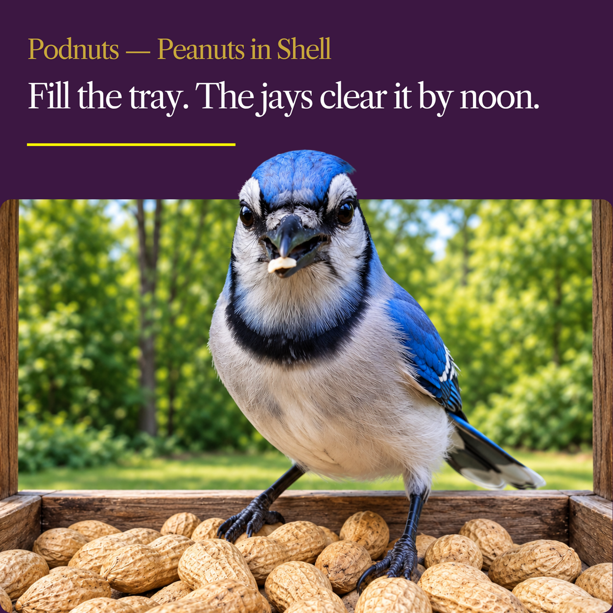 Peanuts in Shell for Wild Birds & Squirrels – Whole, Raw & Unsalted