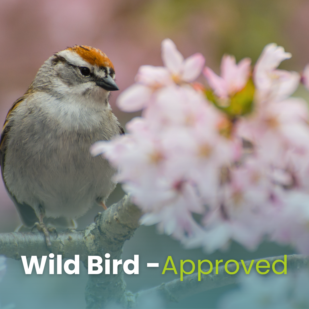 Songbird’s Sing Along