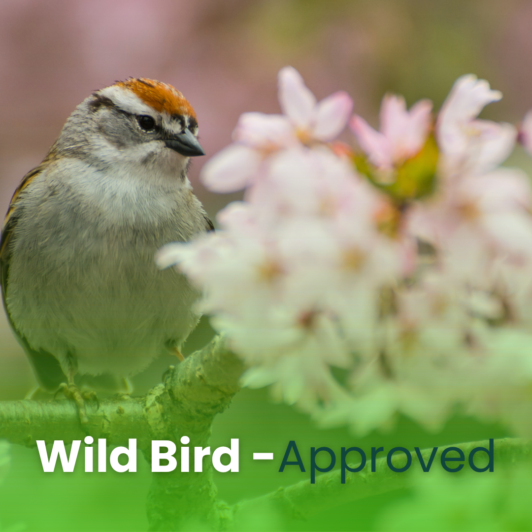 Songbird’s Sing Along Suet