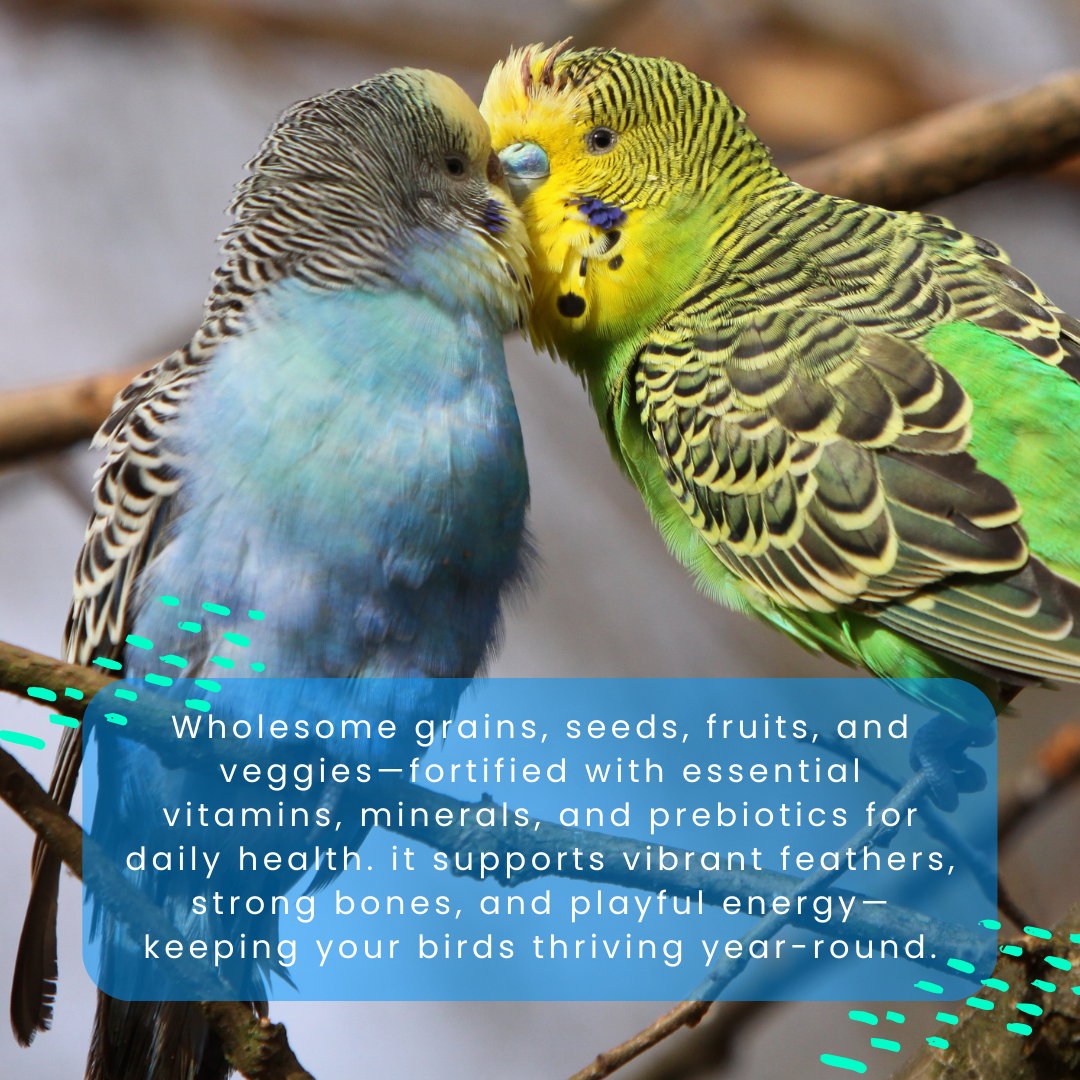 Budgie & Parakeet Food – Complete Nutrition