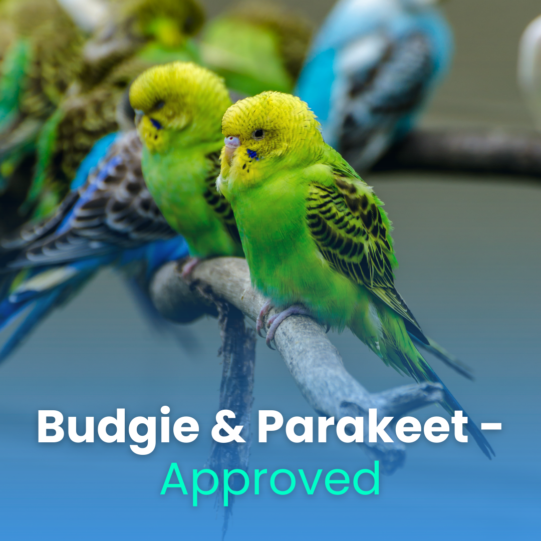 Budgie & Parakeet Food – Complete Nutrition