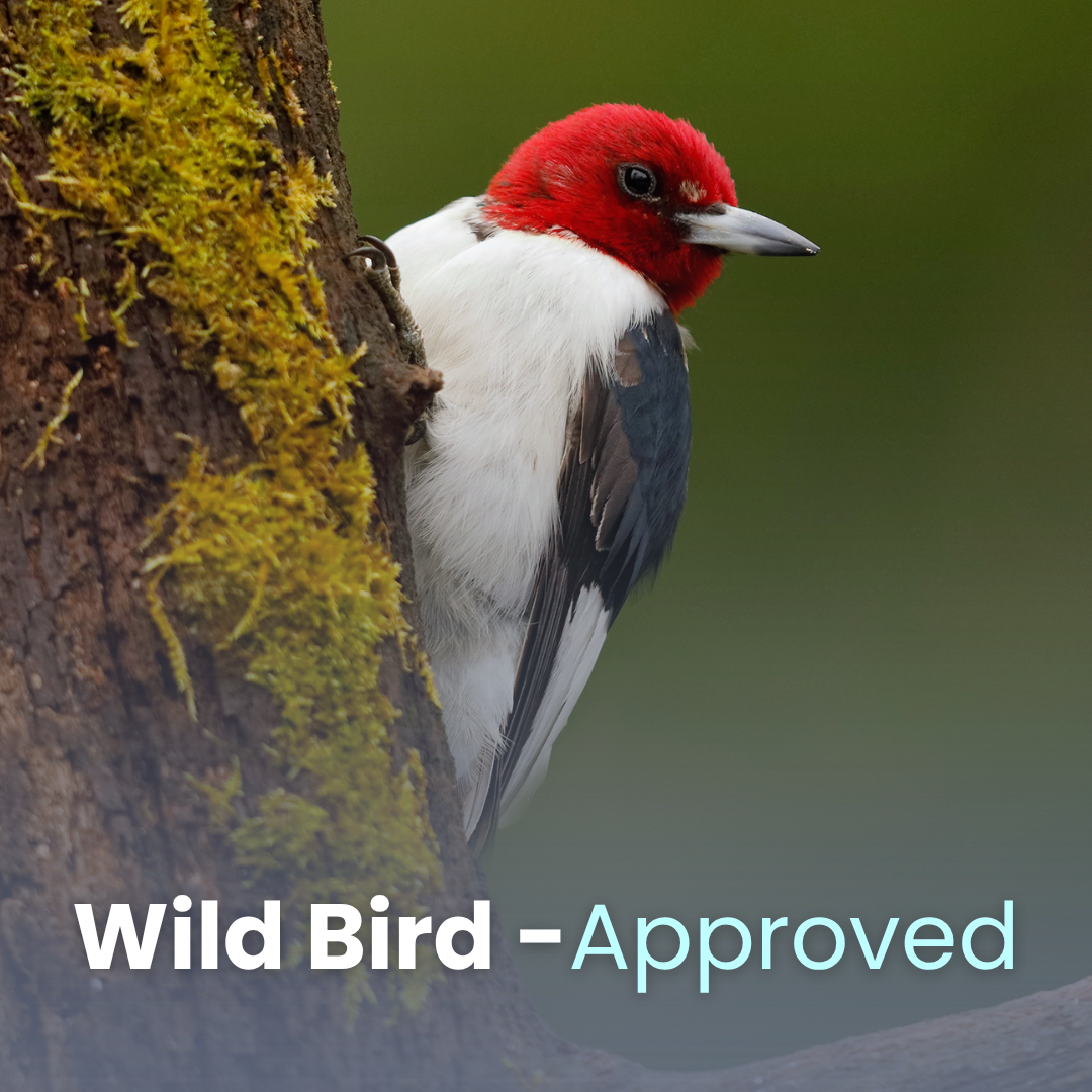 Woodpecker Vitality Suet
