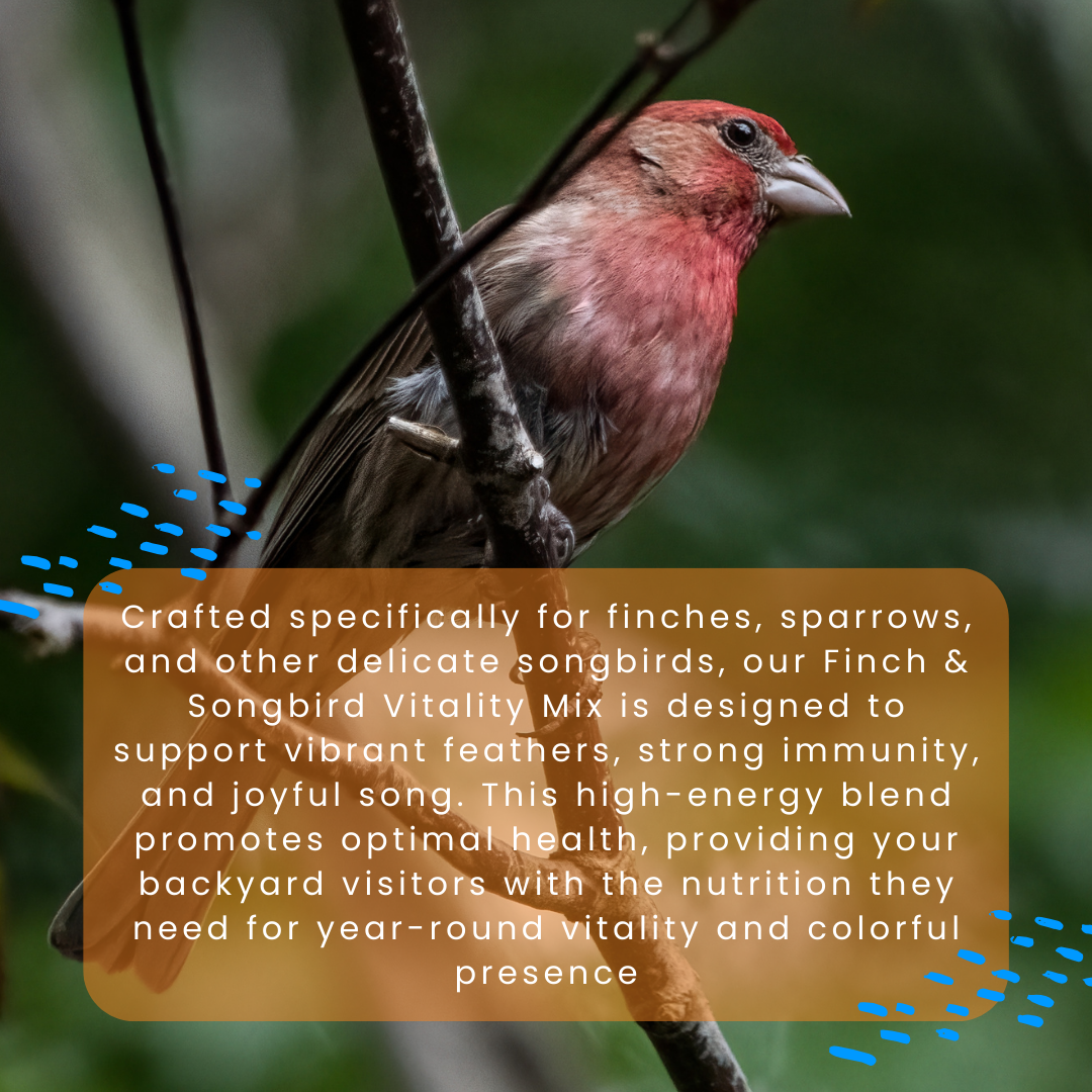 Finch & Songbird Vitality
