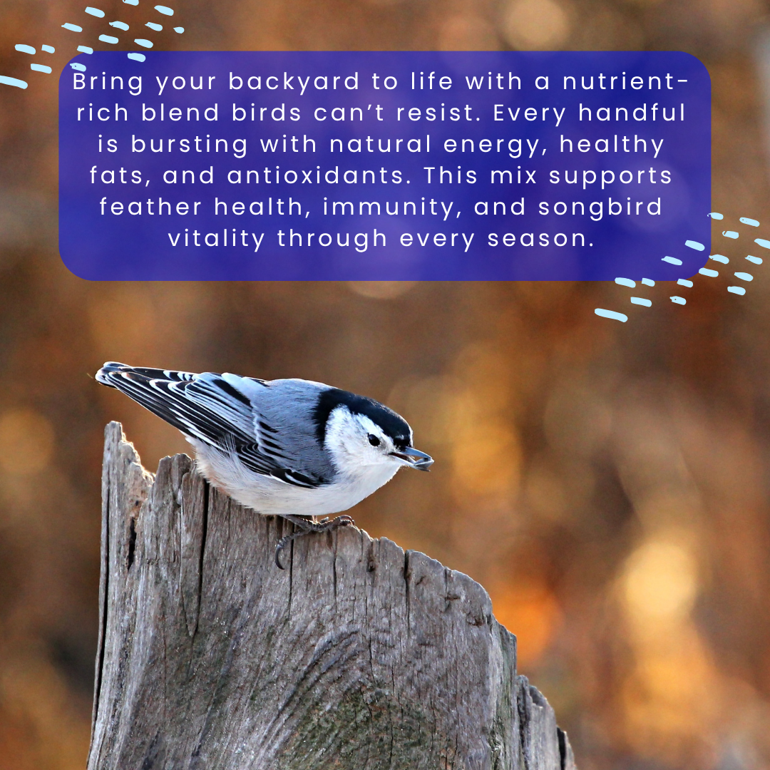 Colourburst Wellness Suet Pack