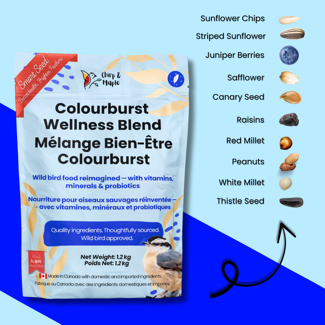 Colourburst Wellness
