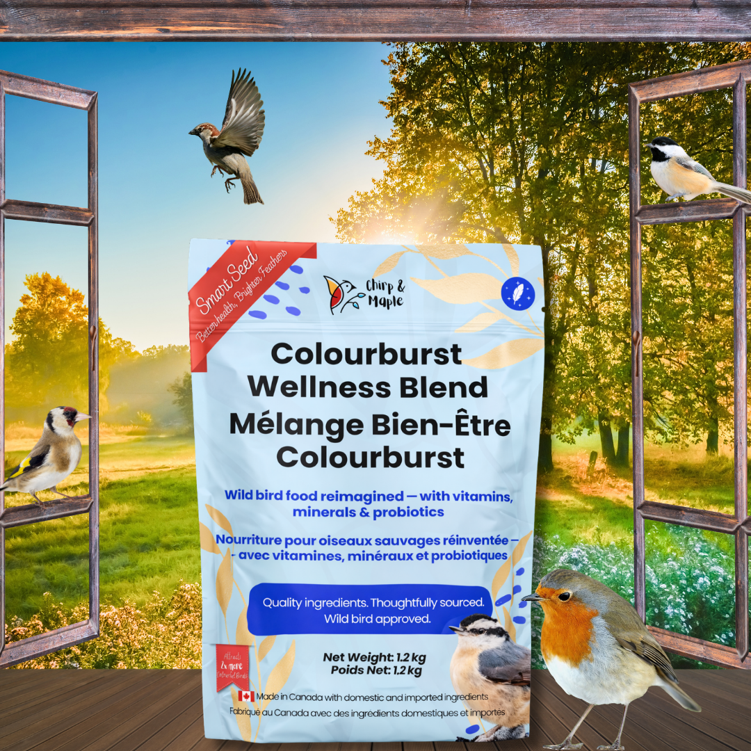 Colourburst Wellness
