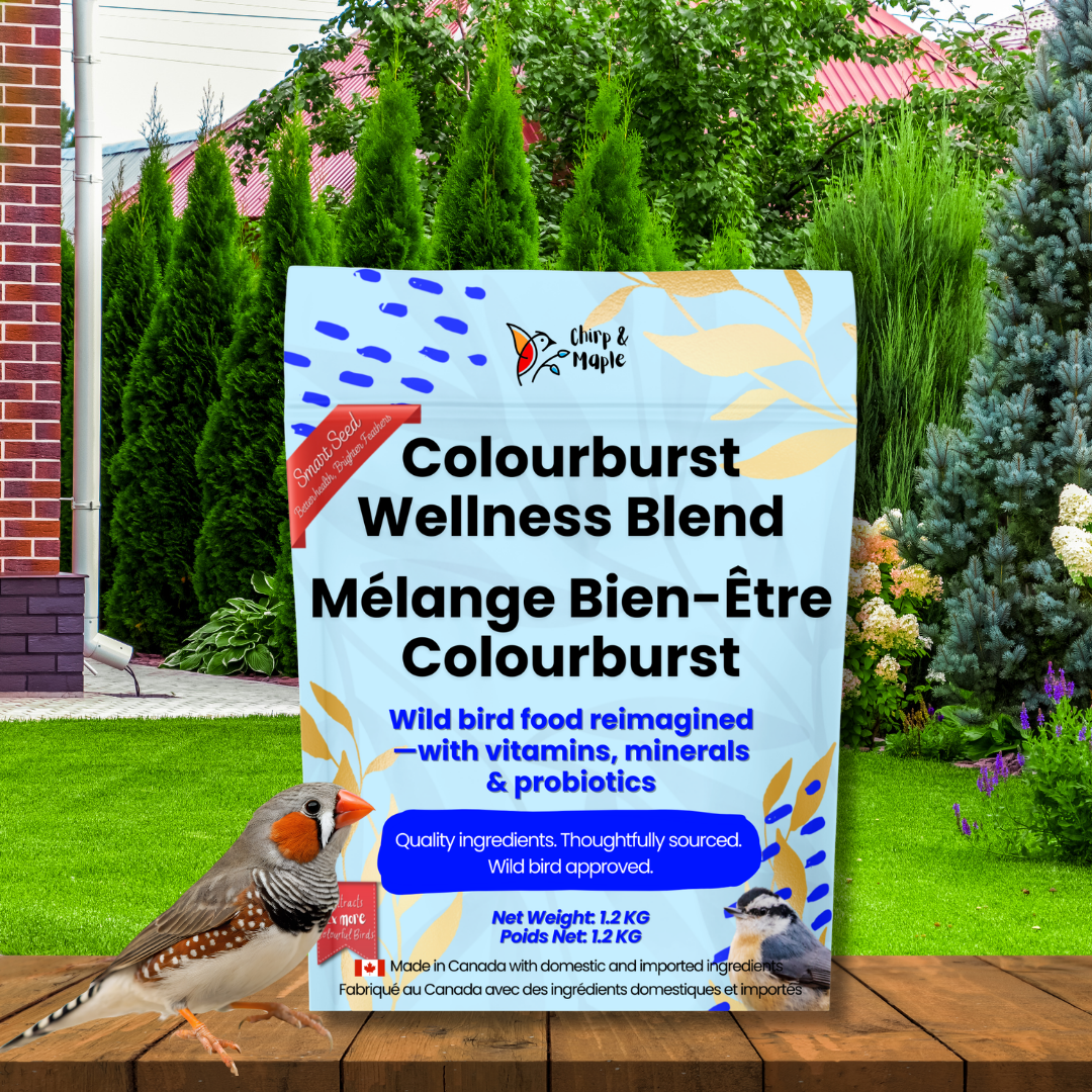 Colourburst Wellness