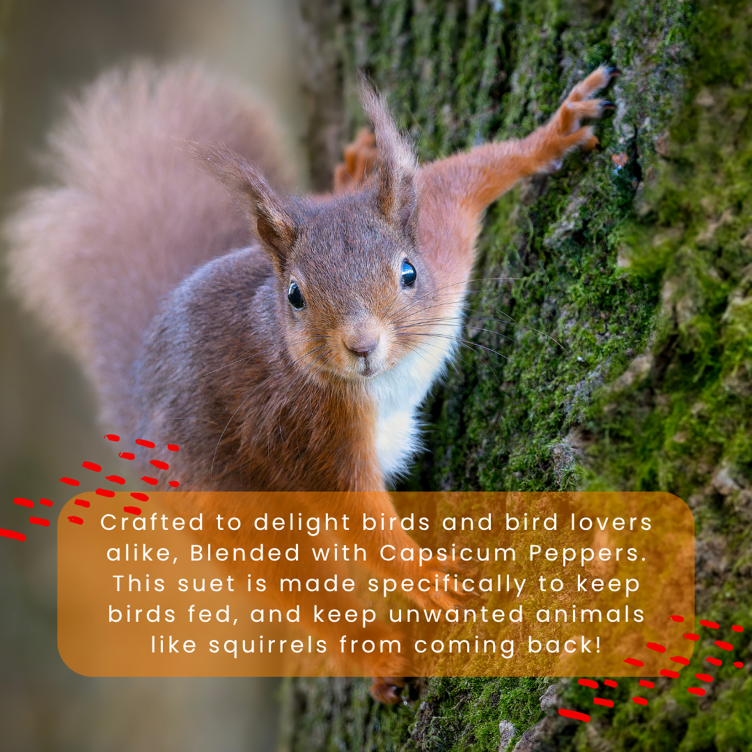 Squirrel Defense Suet
