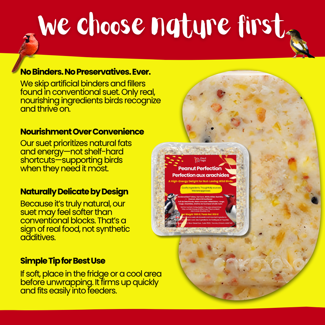 Peanut Perfection Suet Pack