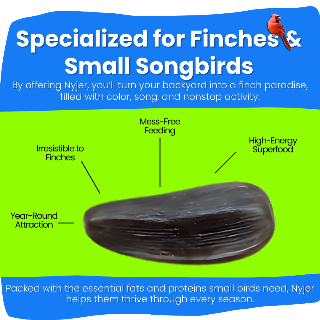 Nyjer Seed