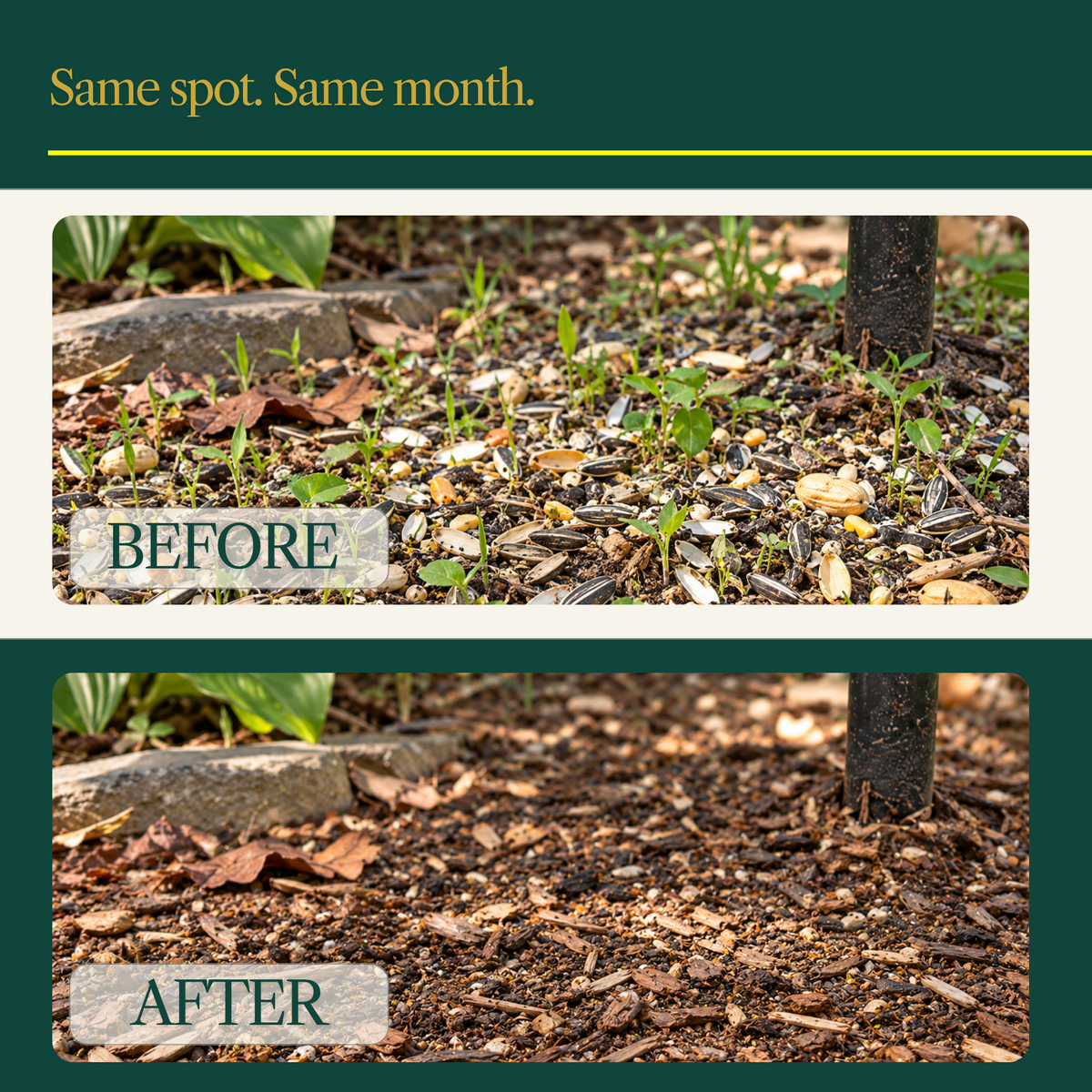 Sanctuary No-Mess Wild Bird Seed Mix – No Sprout, Garden-Safe Blend