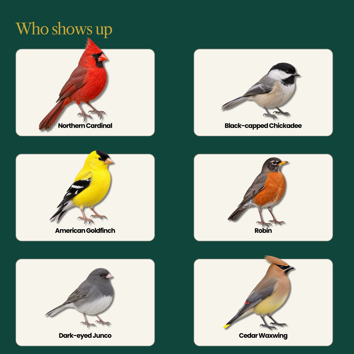 Sanctuary No-Mess Wild Bird Seed Mix – No Sprout, Garden-Safe Blend