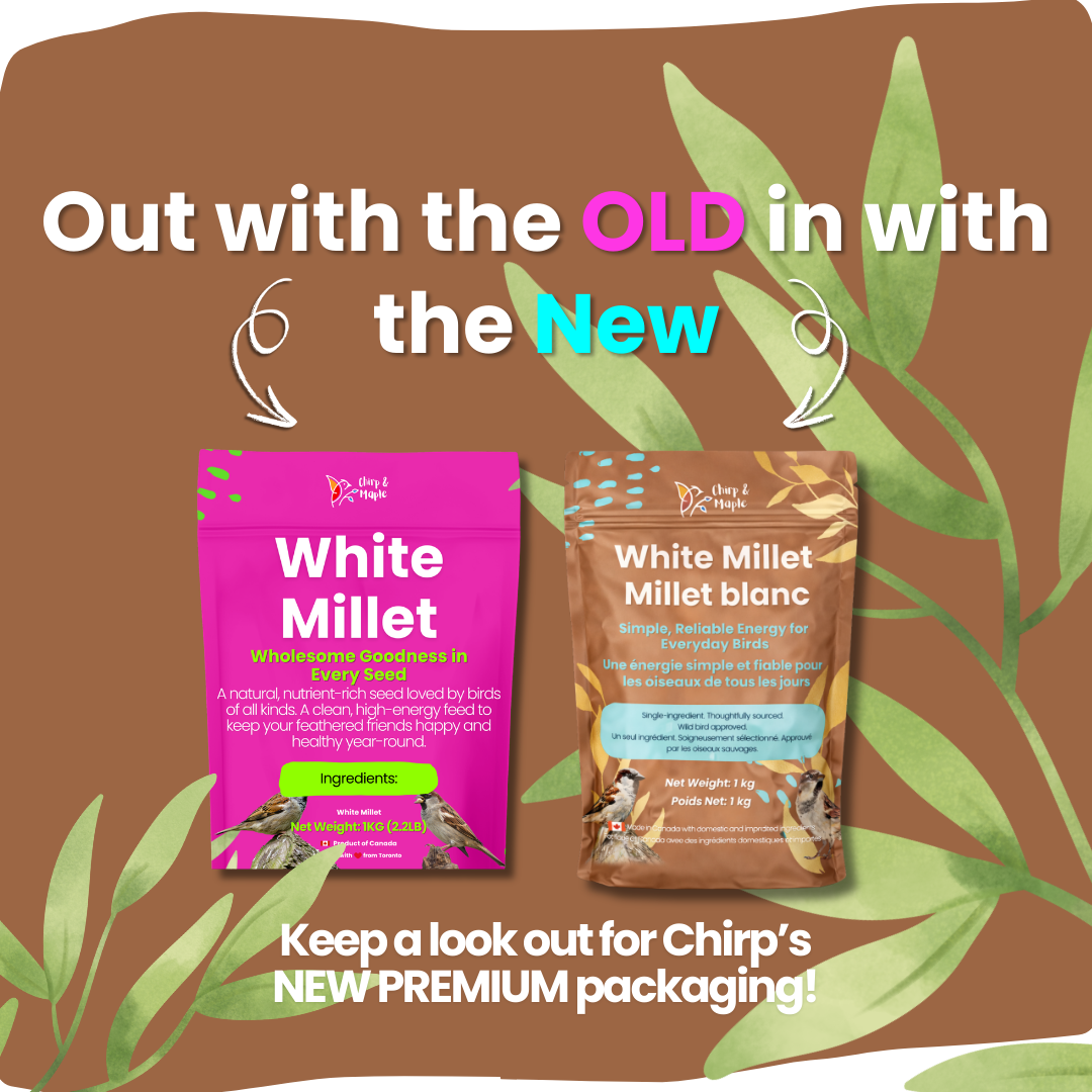 White Millet