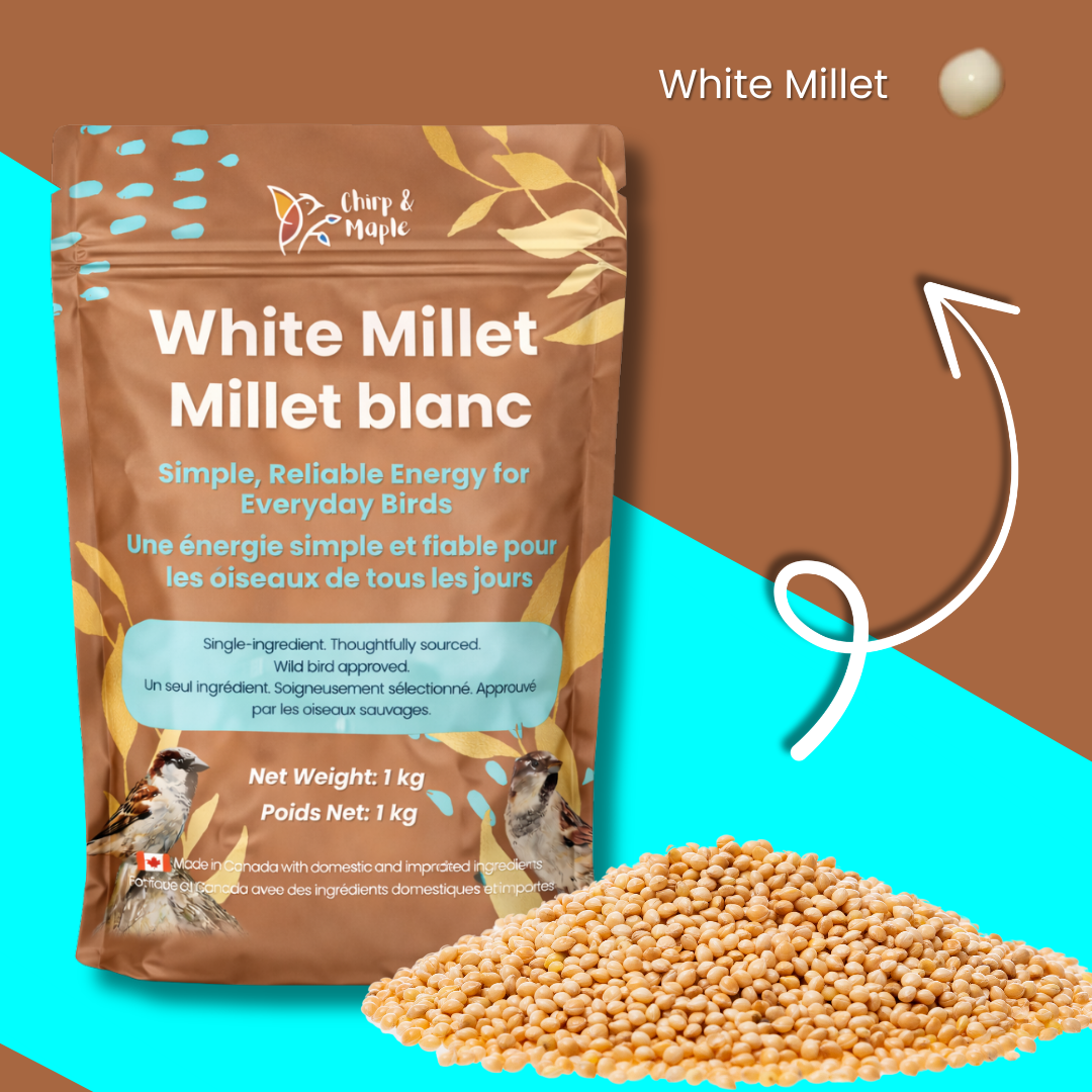 White Millet