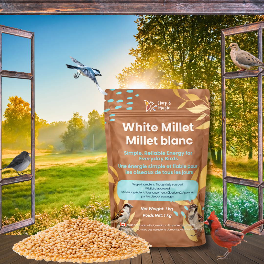 White Millet