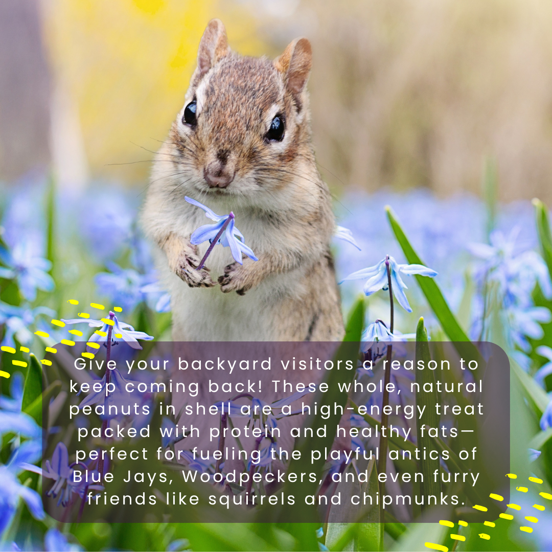 Unsalted Peanuts in Shell