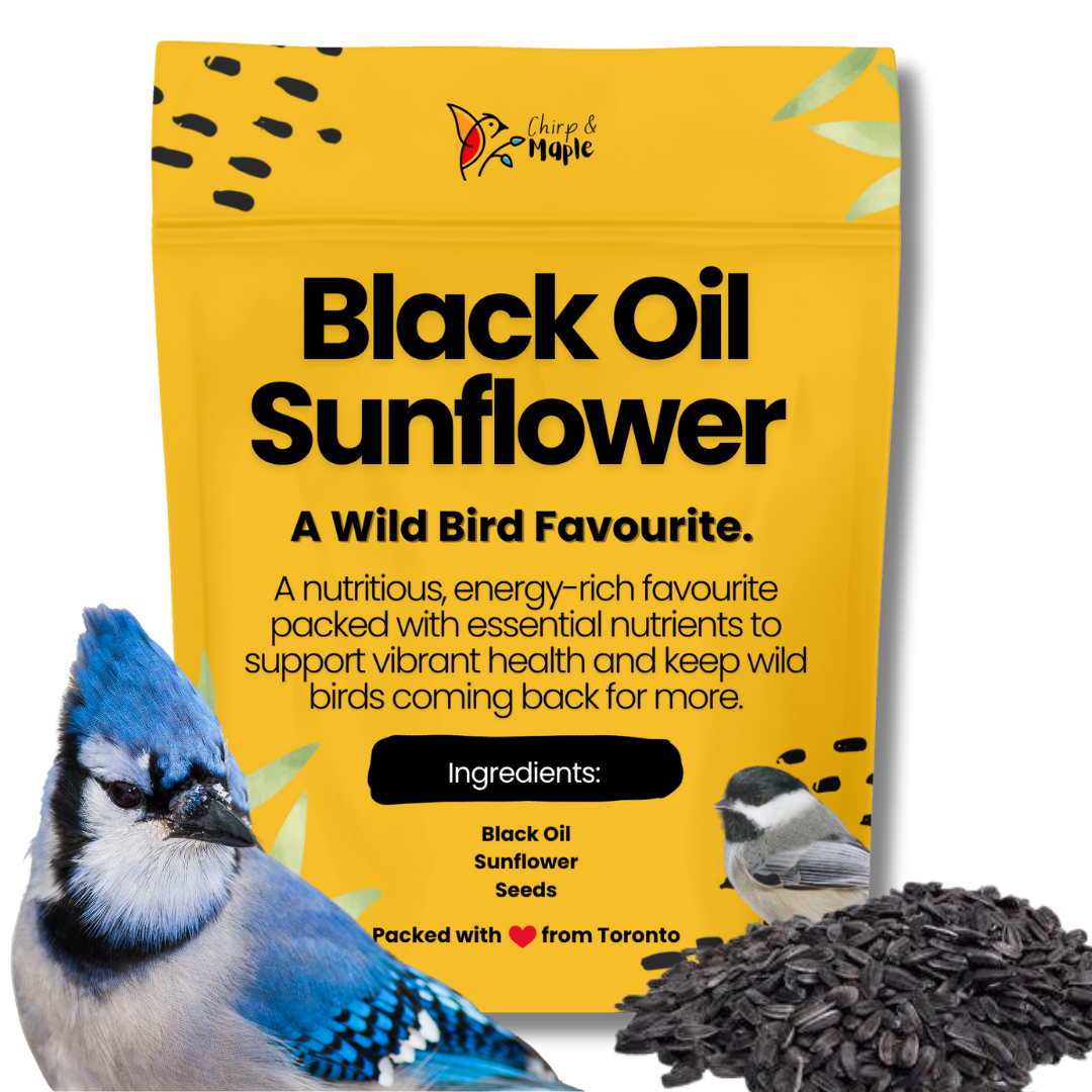 Black Oil Sunflower