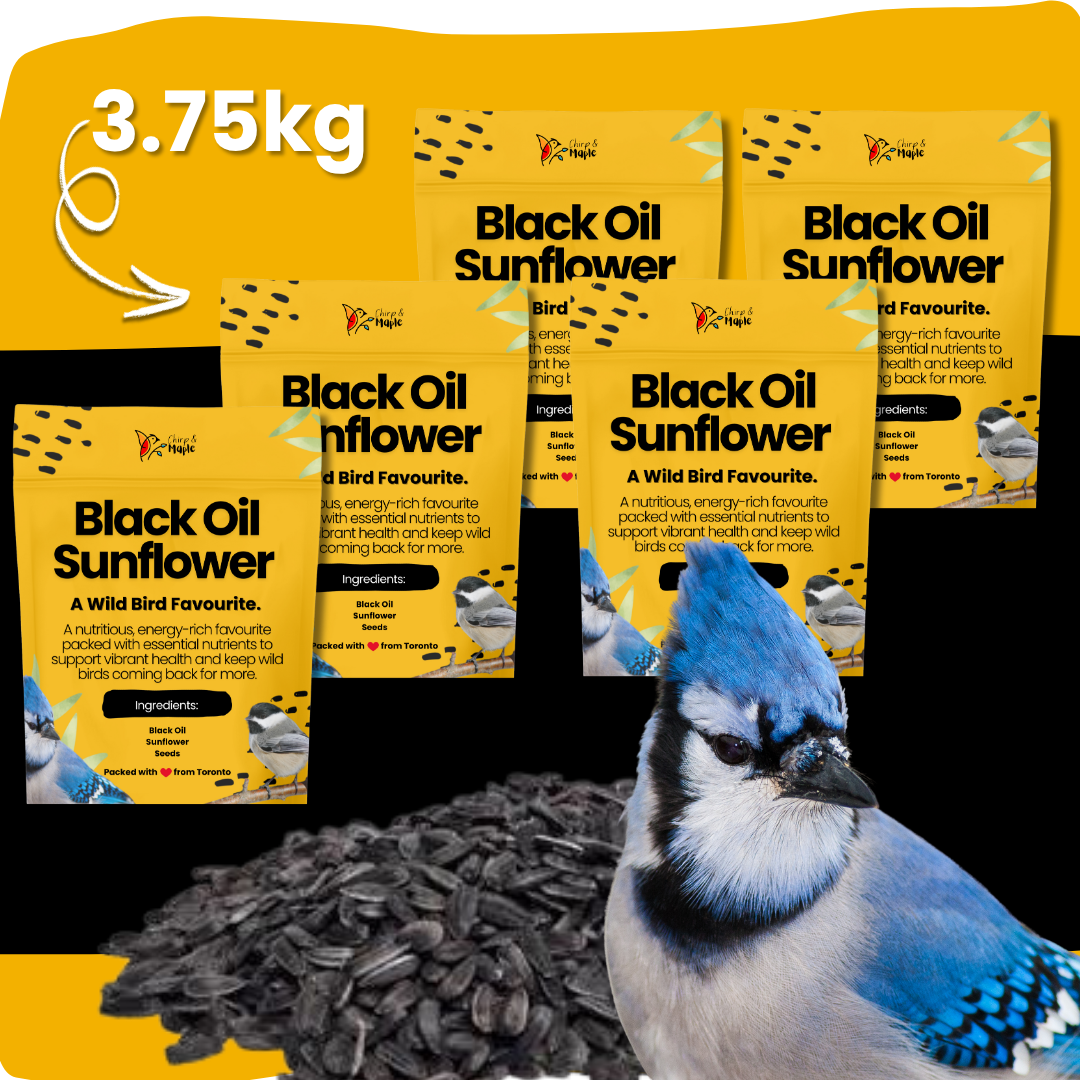 Black Oil Sunflower