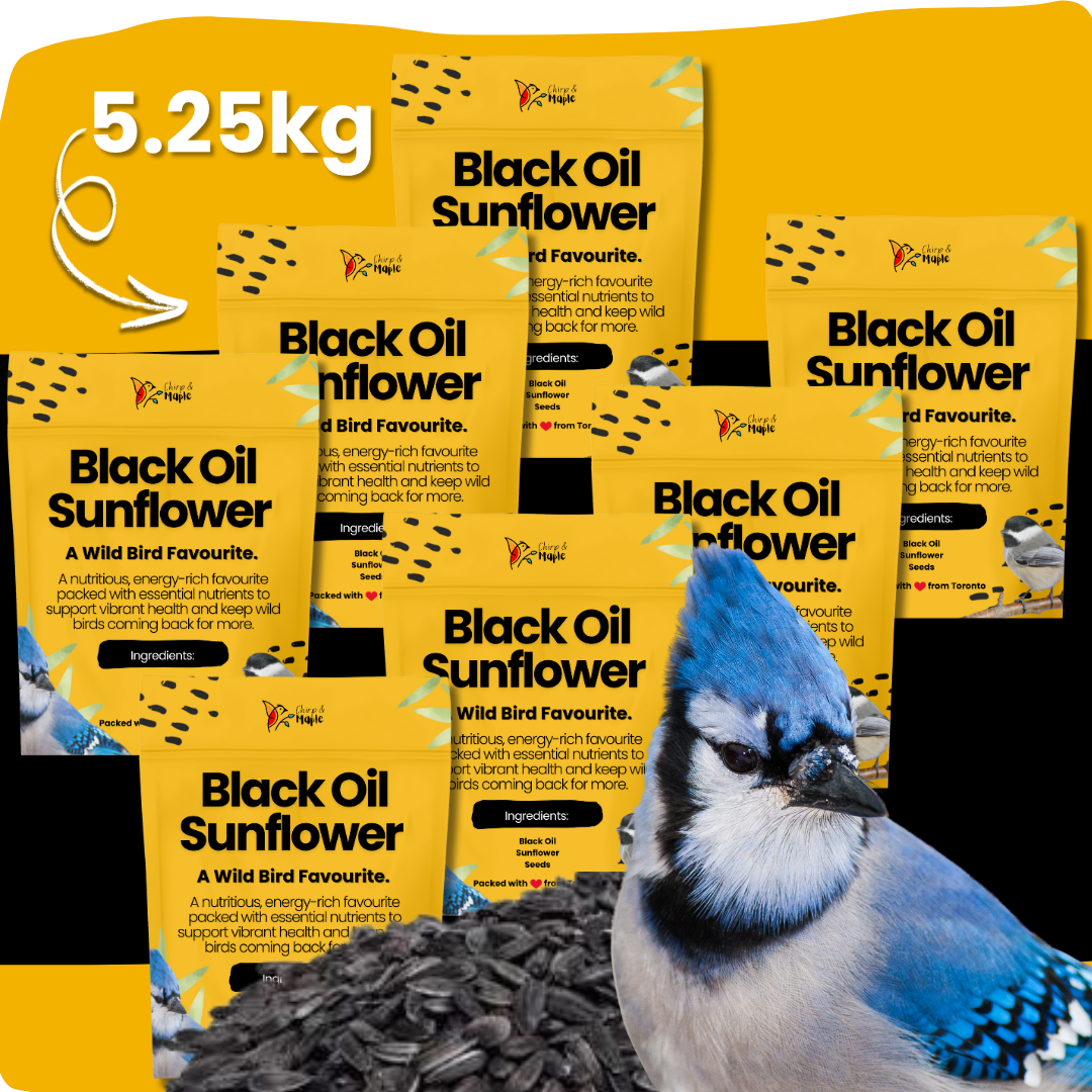 Black Oil Sunflower