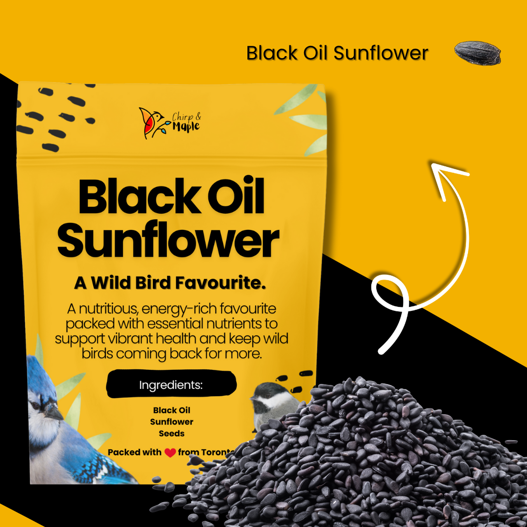 Black Oil Sunflower