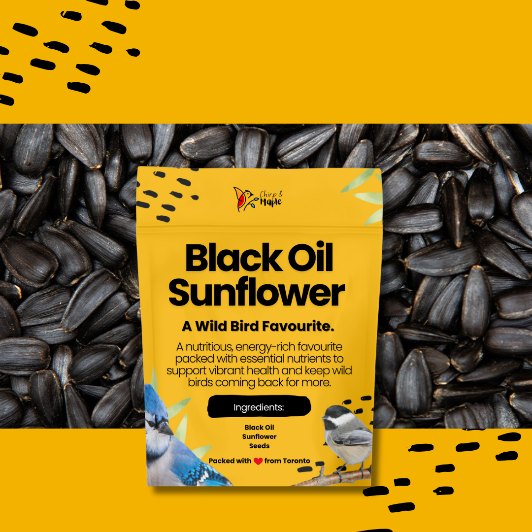 Black Oil Sunflower
