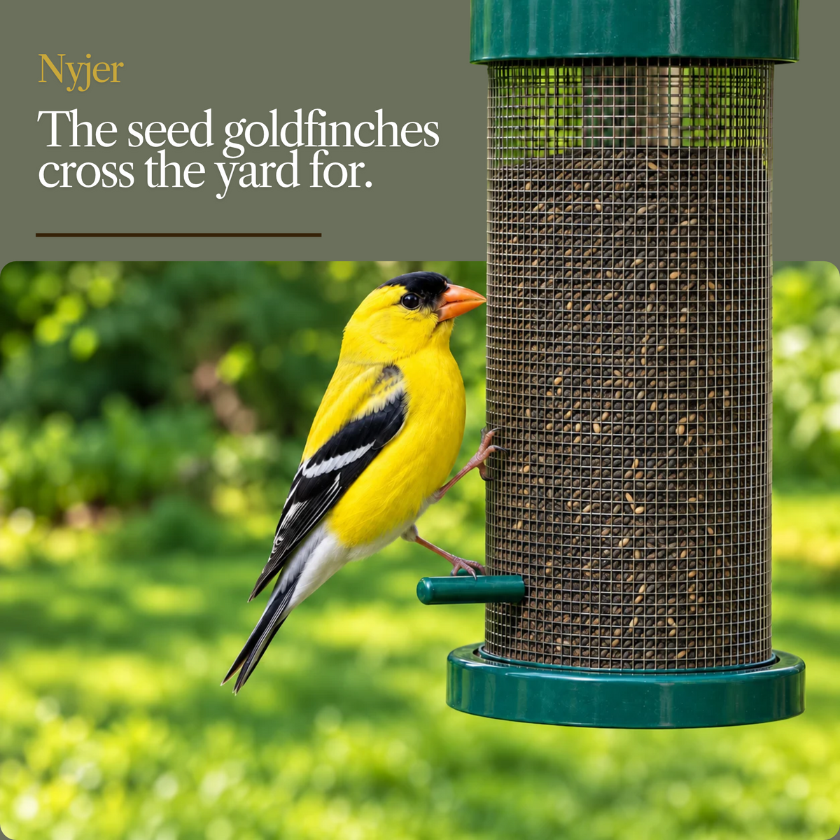 Nyjer Seed for Finches & Songbirds – Oil-Rich, 100% Pure Thistle Seed