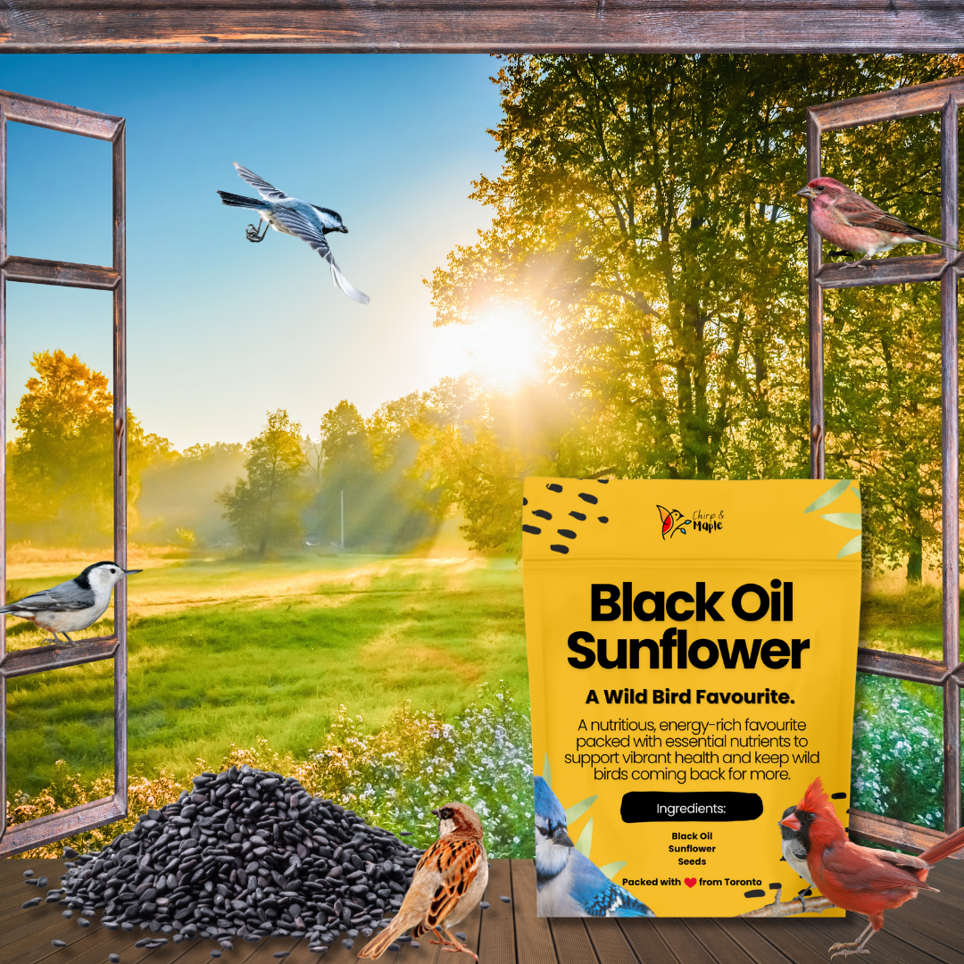 Black Oil Sunflower