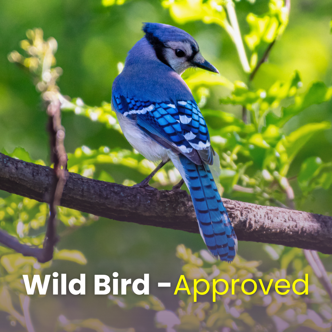 Unsalted Peanuts in Shell